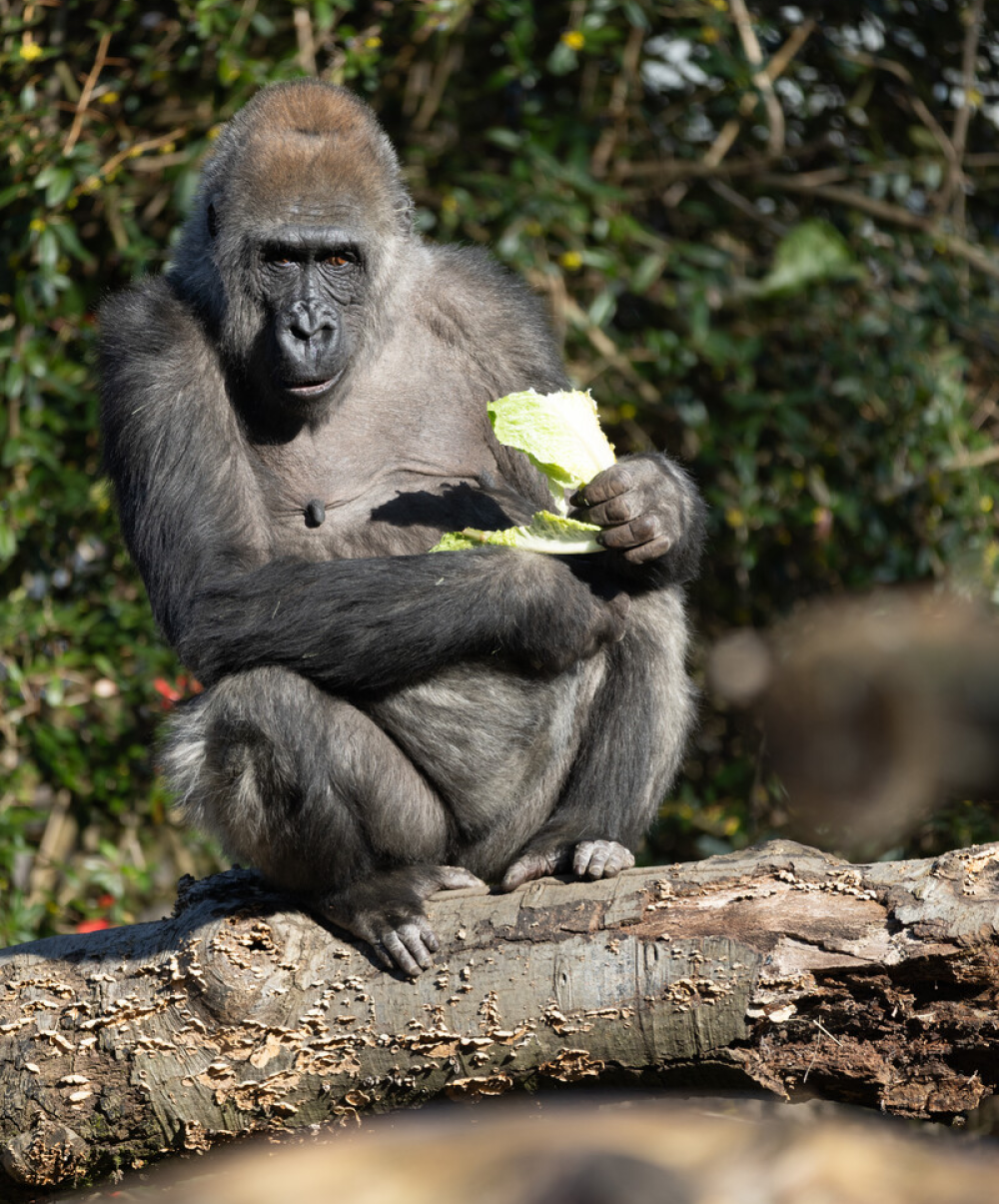 olympia enjoys some well-earned cabbage